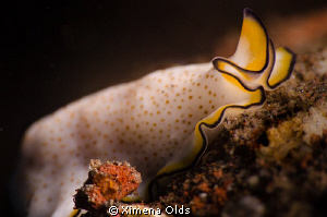 Slippery flatworm.
Nikon D7000 105mmVR Ikelite strobes a... by Ximena Olds 